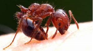 10. Ant Sting wisdom