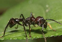 10. Ant Sting wisdom