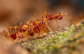 10. Ant Sting wisdom