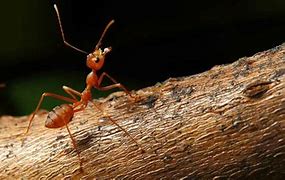 10. Ant Sting wisdom