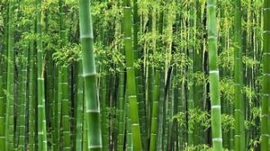 10. Bamboo Lifestyle