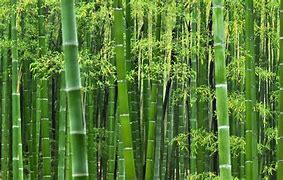 10. Bamboo Lifestyle