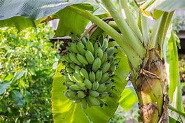 Trait of Banana Tree