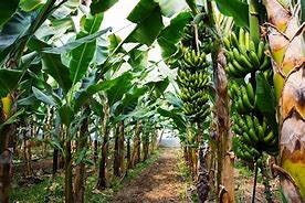 Trait of Banana Tree